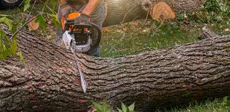 Best Tree Trimming and Pruning  in Spanish Springs, NV