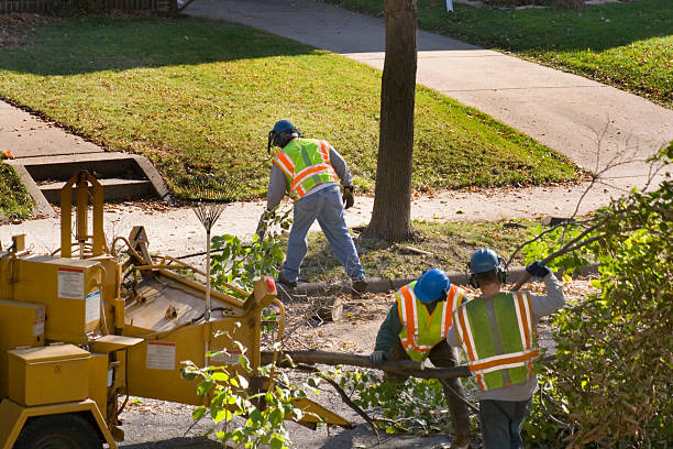 Best Emergency Tree Removal  in Spanish Springs, NV