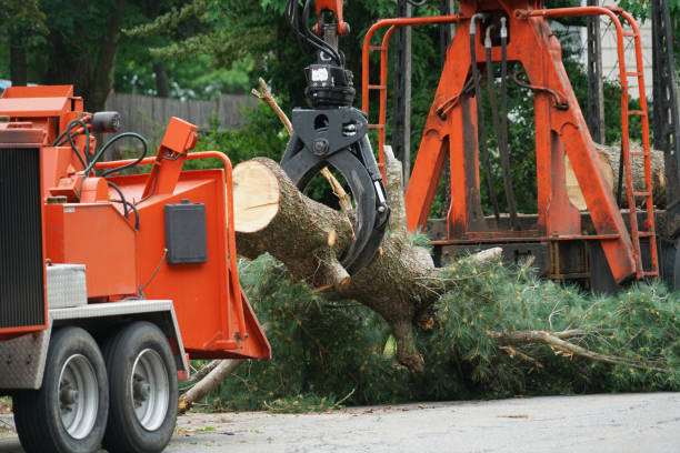 Best Commercial Tree Services  in Spanish Springs, NV