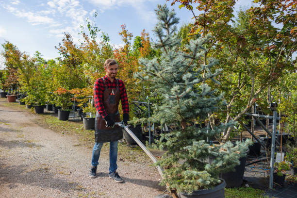 Best Tree and Shrub Care  in Spanish Springs, NV